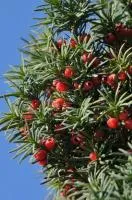 Саженцы тиса ягодного (Т. baccata)