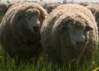 Овцы племенные Цигайской породы