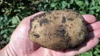 Биотехнология картофеля - микробиологическое удобрение Ризобакт