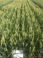 Семена пшеницы озимой БАЛИТУС (Saatbau linz)