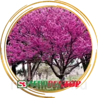 Церцис (багрянник)