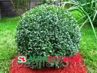 Самшит вечнозелёный Бухус