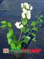 Чубушник (жасмин садовый)