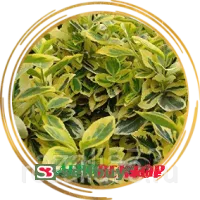 Бересклет Форчуна Эмеральд Н Голд