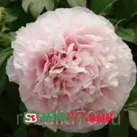 Пион Хо Янг Тао