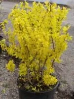 Форзиция промежуточная Forsythia Goldzauber, 0,5-0,7м, ОКС, 3-4лет