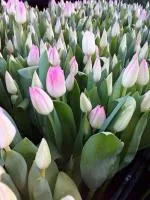 Цветы тюльпанов оптом к 8 марта