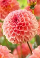 Георгина Себастьян