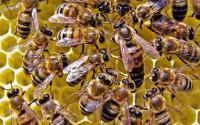 Пчелиные плодные матки Карпатка