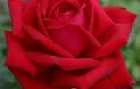 Саженцы роз Бургунд