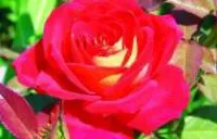 Саженцы роз Шанти