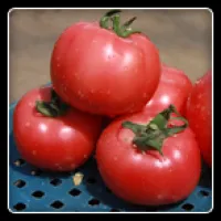 Семена томатов ГРИФОН F1 Griphon