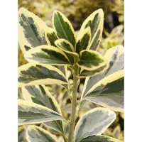 Бересклет Форчуна