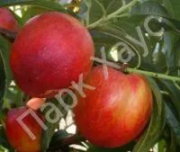 Саженцы нектарина Никитский 85