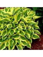 Хоста Гранд Тиара 2