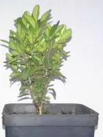 Самшит вечнозеленый P9 10-25 см