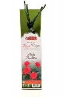 Роза Бэби Баккара миниатюрная (саж. ЗКС) коробка