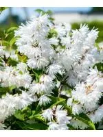 Дейция шершавая махровая P9 15-25см (саженец дек. куст)