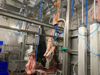 Линия убоя КРС, оборудование для бойни крупного рогатого скота