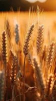 Пшеница 3-4 класса