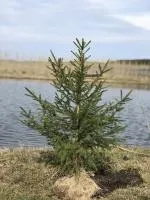 Саженцы декоративных пород