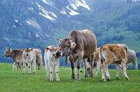 Искусственное осеменение коров и тёлок