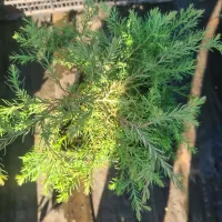 Саженцы декоративных кустарников