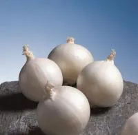 Семена белого лука Глэдстоун (250 000с)