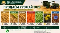 Пшеница урожай этого года
