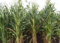 Кукуруза на силос, ФАО от 170 до 700