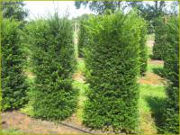 Саженцы Тисс ягодный