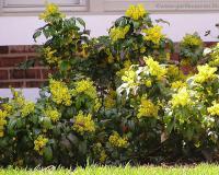 Саженцы Магнолии подуболистной