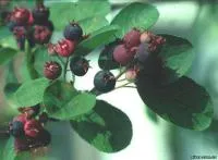 Саженцы ирги Колосоцветная