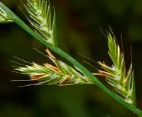 Семена однолетних и многолетних трав (злаковые)