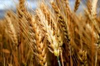 Семена пшеницы озимой (твердая)