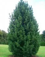 Pinus cembra (сосна кедровая европейская)