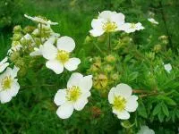 Саженцы Лапчатка Кустарниковая