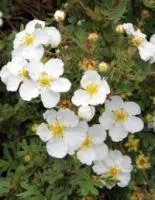 Саженцы Лапчатка кустарниковая 'Abbotswood'