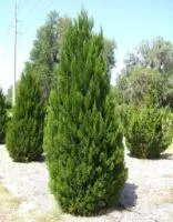 Juniperus chinensis (можжевельник китайский) 'Spartan'