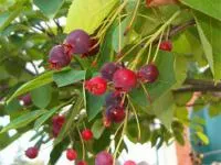 Саженцы ирги древовидная Robin Hill