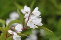 Саженцы Дейции изящная