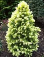 Picea glauca (ель канадская) 'Daisy's White'