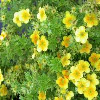 Саженцы Лапчатка кустарниковая Mango Tango Uman