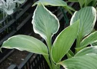 Рассада Хосты