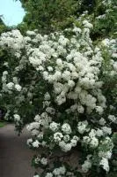 Саженцы ирги КОЛОСИСТАЯ