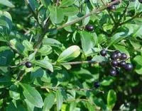 Саженцы Бирючины ОБЫКНОВЕННАЯ