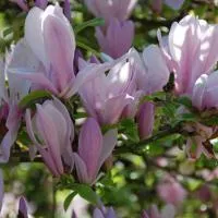 Магнолия "George Henry Kern"