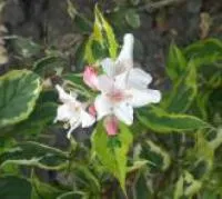 Саженцы Вейгелы “Nana Variegata”