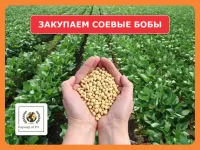 Закупаем соевые бобы (сои)