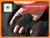 Закупаем рапс